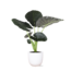 Alocasia Regal Shield Ø21cm - ↕100cm in Boule WIT pot
