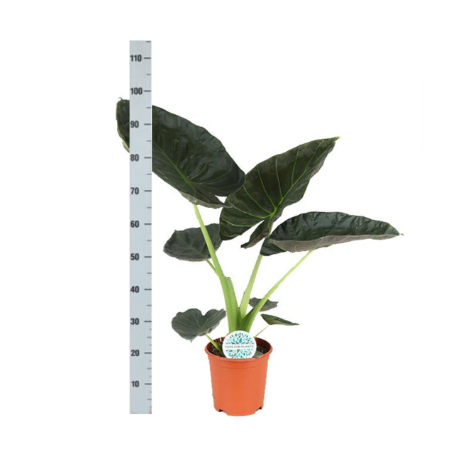 Alocasia Regal Shield Ø21cm - ↕100cm in Boule WIT pot