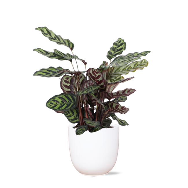Calathea Makoyana Ø21cm - ↕70cm in Boule WIT pot