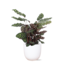 Calathea Makoyana Ø21cm - ↕70cm in Boule WIT pot