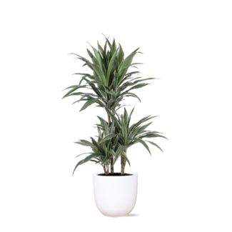 Dracaena Warneckii Ø21cm - ↕65cm in Boule WIT pot