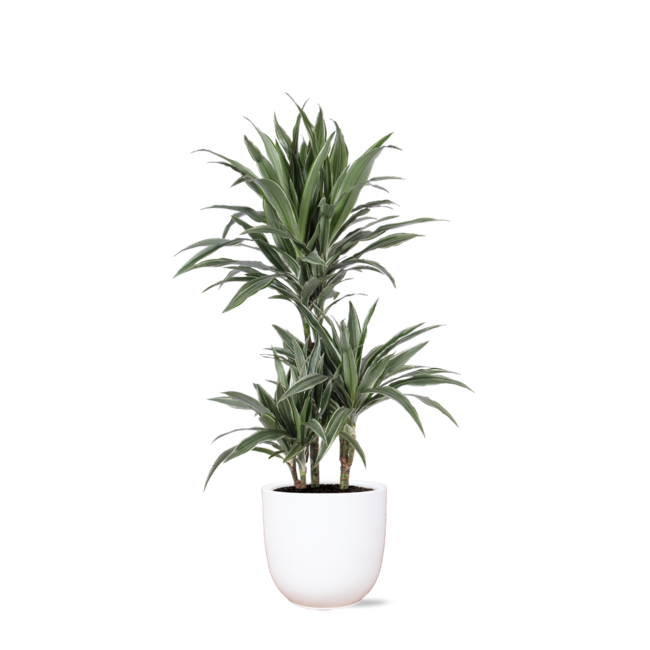 Dracaena Warneckii Ø21cm - ↕65cm in Boule WIT pot