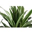 Dracaena Warneckii Ø21cm - ↕65cm in Boule WIT pot
