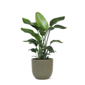 Strelitzia Nicolai - Ø21cm - ↕80cm in Boule OLIJF pot