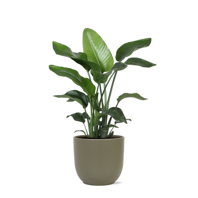 Strelitzia Nicolai - Ø21cm - ↕80cm in Boule OLIJF pot