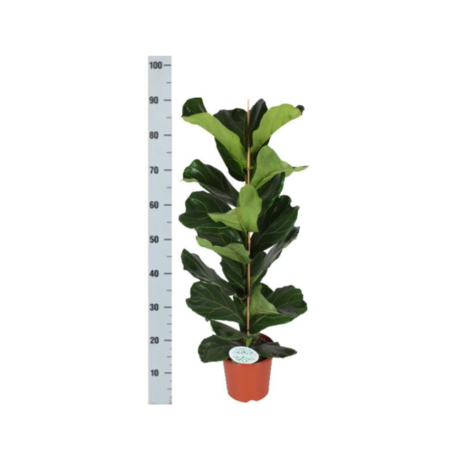 Ficus Lyrata - Ø21cm - ↕90cm in Boule OLIJF pot
