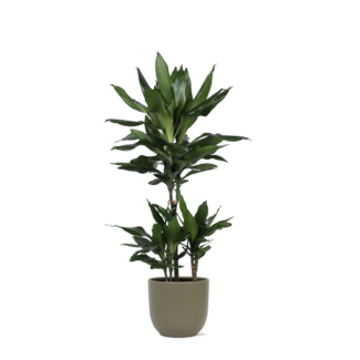 Dracaena Janet Lind Ø21cm - ↕90cm in Boule OLIJF pot