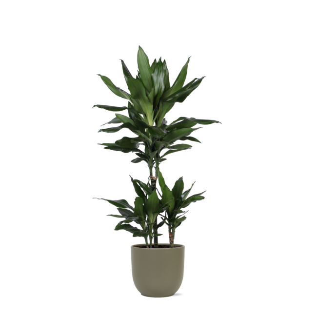 Dracaena Janet Lind Ø21cm - ↕90cm in Boule OLIJF pot