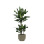 Dracaena Janet Lind Ø21cm - ↕90cm in Boule OLIJF pot