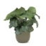 Calathea Orbifolia Ø21cm - ↕70cm in Boule OLIJF pot