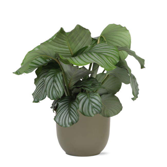Calathea Orbifolia Ø21cm - ↕70cm in Boule OLIJF pot