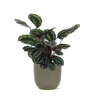 Calathea Medaillon Ø21cm - ↕70cm in Boule OLIJF pot