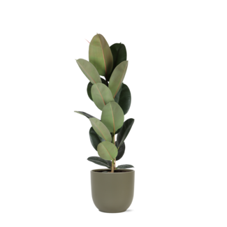 Ficus Elastica Robusta - Ø21cm - ↕90cm in Boule OLIJF pot