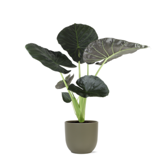 Alocasia Regal Shield Ø21cm - ↕100cm in Boule OLIJF pot