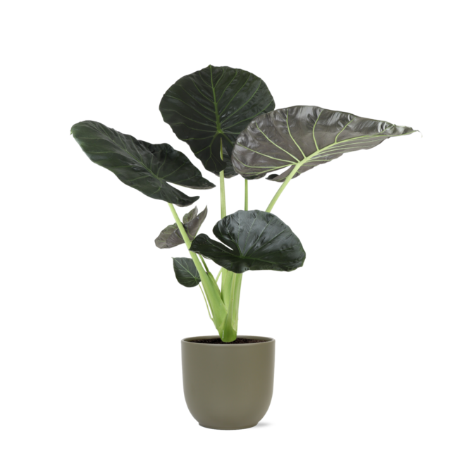 Alocasia Regal Shield Ø21cm - ↕100cm in Boule OLIJF pot