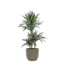 Dracaena Warneckii Ø21cm - ↕65cm in Boule OLIJF pot