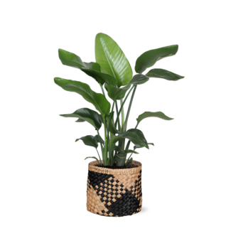 Strelitzia Nicolai - Ø21cm - ↕80cm in Albury BLACK print mand