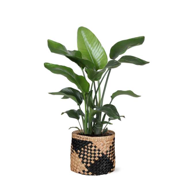 Strelitzia Nicolai - Ø21cm - ↕80cm in Albury BLACK print mand