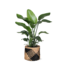 Strelitzia Nicolai - Ø21cm - ↕80cm in Albury BLACK print mand