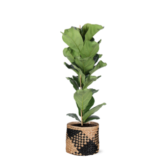 Ficus Lyrata - Ø21cm - ↕90cm in Albury BLACK print mand