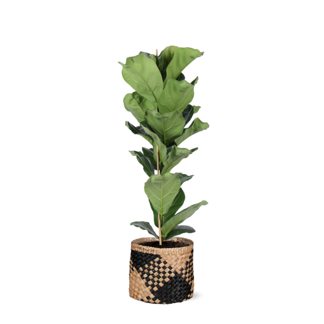 Ficus Lyrata - Ø21cm - ↕90cm in Albury BLACK print mand