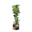 Ficus Lyrata - Ø21cm - ↕90cm in Albury BLACK print mand