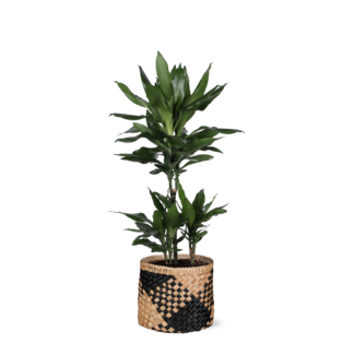 Dracaena Janet Lind Ø21cm - ↕90cm in Albury BLACK print mand