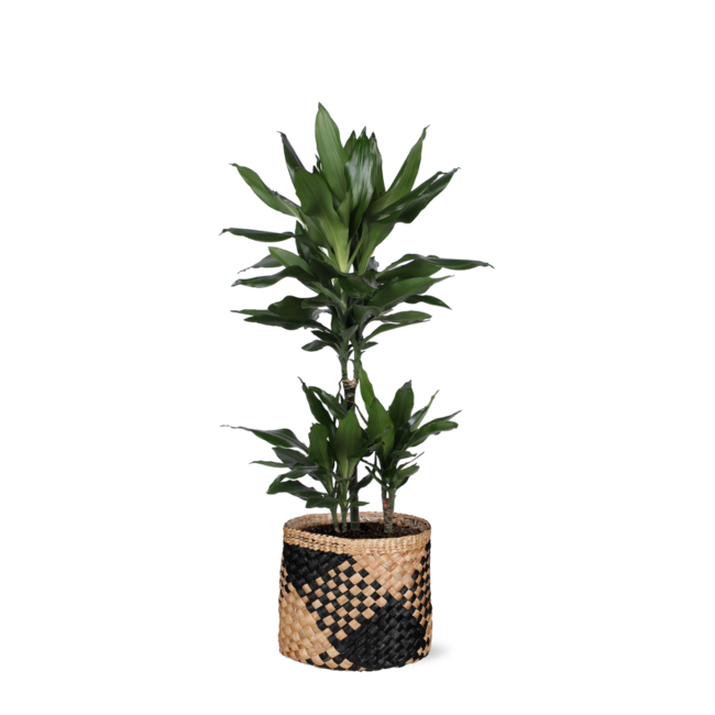 Dracaena Janet Lind Ø21cm - ↕90cm in Albury BLACK print mand