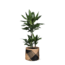 Dracaena Janet Lind Ø21cm - ↕90cm in Albury BLACK print mand