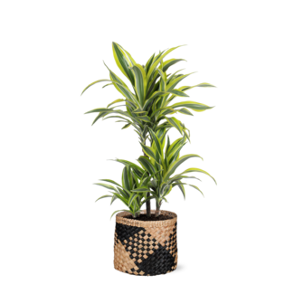 Dracaena Lemon Lime Ø21cm - ↕65cm in Albury BLACK print mand