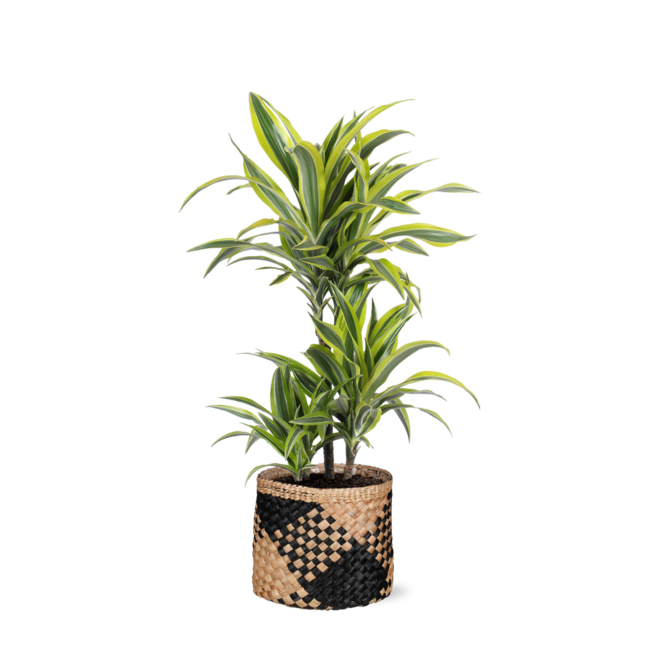 Dracaena Lemon Lime Ø21cm - ↕65cm in Albury BLACK print mand