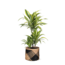 Dracaena Lemon Lime Ø21cm - ↕65cm in Albury BLACK print mand