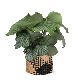 Calathea Orbifolia Ø21cm - ↕70cm in Albury BLACK print mand