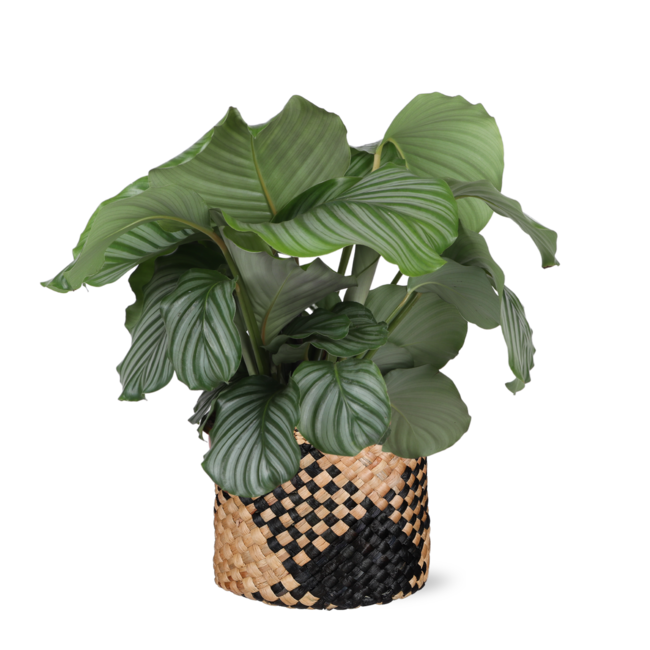 Calathea Orbifolia Ø21cm - ↕70cm in Albury BLACK print mand
