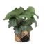 Calathea Orbifolia Ø21cm - ↕70cm in Albury BLACK print mand
