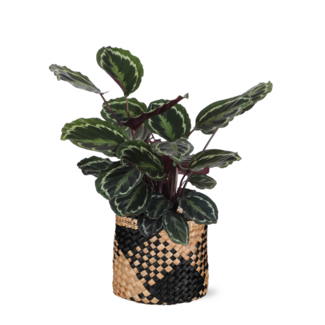 Calathea Medaillon Ø21cm - ↕70cm in Albury BLACK print mand