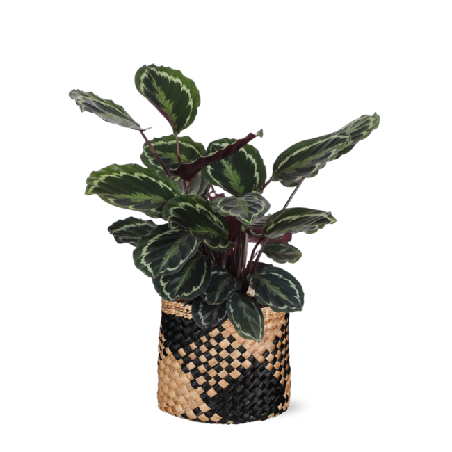 Calathea Medaillon Ø21cm - ↕70cm in Albury BLACK print mand