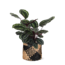 Calathea Medaillon Ø21cm - ↕70cm in Albury BLACK print mand