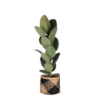 Ficus Elastica Robusta - Ø21cm - ↕90cm in Albury BLACK print mand
