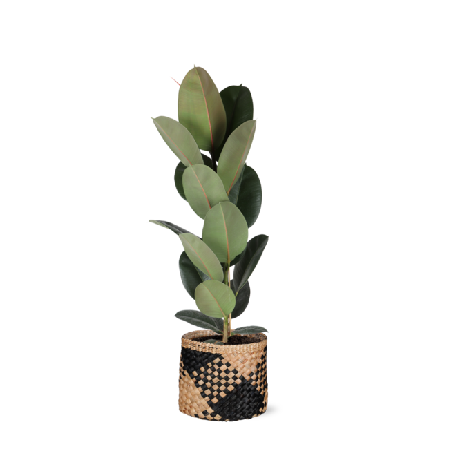 Ficus Elastica Robusta - Ø21cm - ↕90cm in Albury BLACK print mand