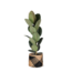 Ficus Elastica Robusta - Ø21cm - ↕90cm in Albury BLACK print mand