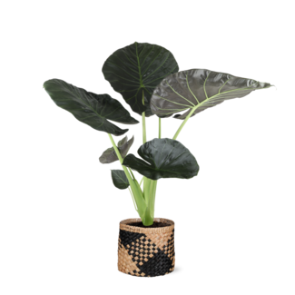 Alocasia Regal Shield Ø21cm - ↕100cm in Albury BLACK mand
