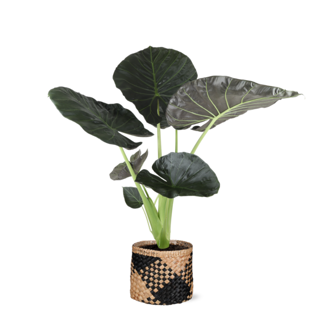 Alocasia Regal Shield Ø21cm - ↕100cm in Albury BLACK mand