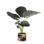 Alocasia Regal Shield Ø21cm - ↕100cm in Albury BLACK mand