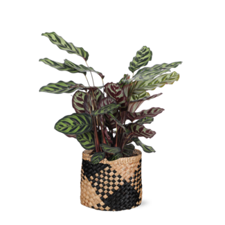 Calathea Makoyana Ø21cm - ↕70cm in Albury BLACK print mand