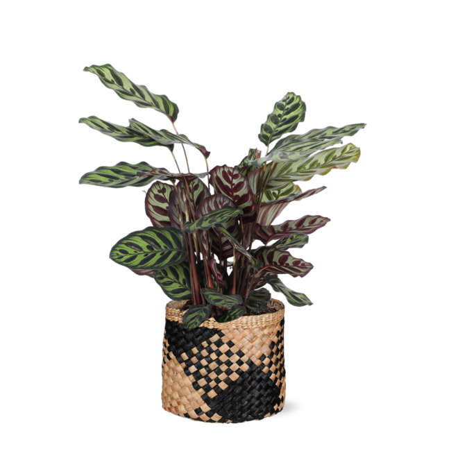 Calathea Makoyana Ø21cm - ↕70cm in Albury BLACK print mand