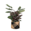 Calathea Makoyana Ø21cm - ↕70cm in Albury BLACK print mand