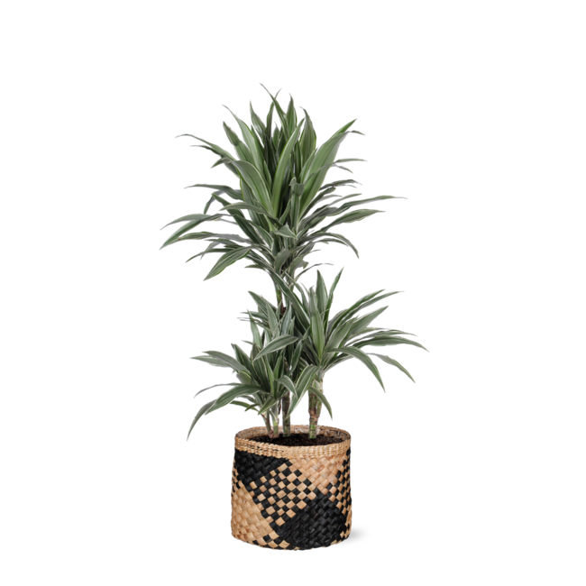 Dracaena Warneckii Ø21cm - ↕65cm in Albury BLACK print mand