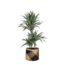 Dracaena Warneckii Ø21cm - ↕65cm in Albury BLACK print mand