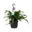 Decorum Microsorum diversifolium